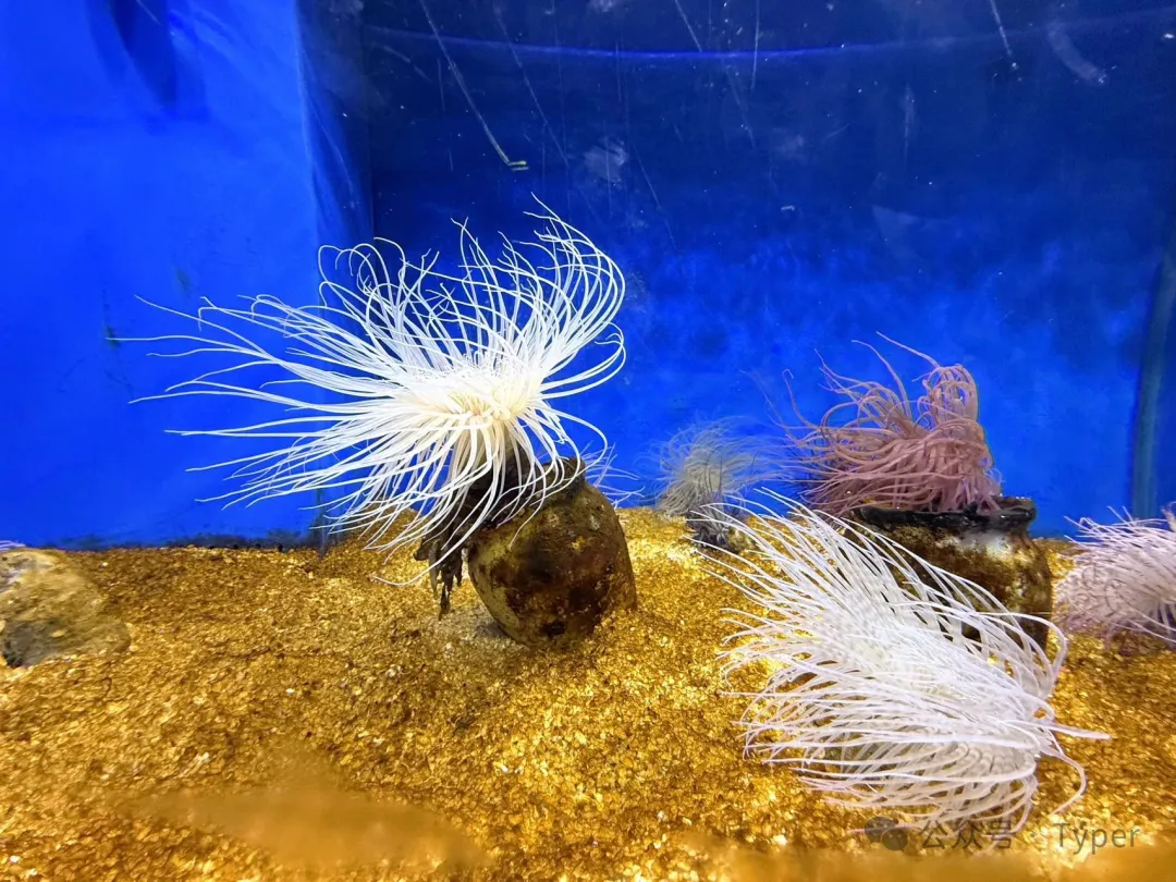 南海海洋馆 (5).webp