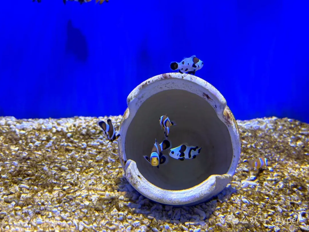 南海海洋馆 (6).webp