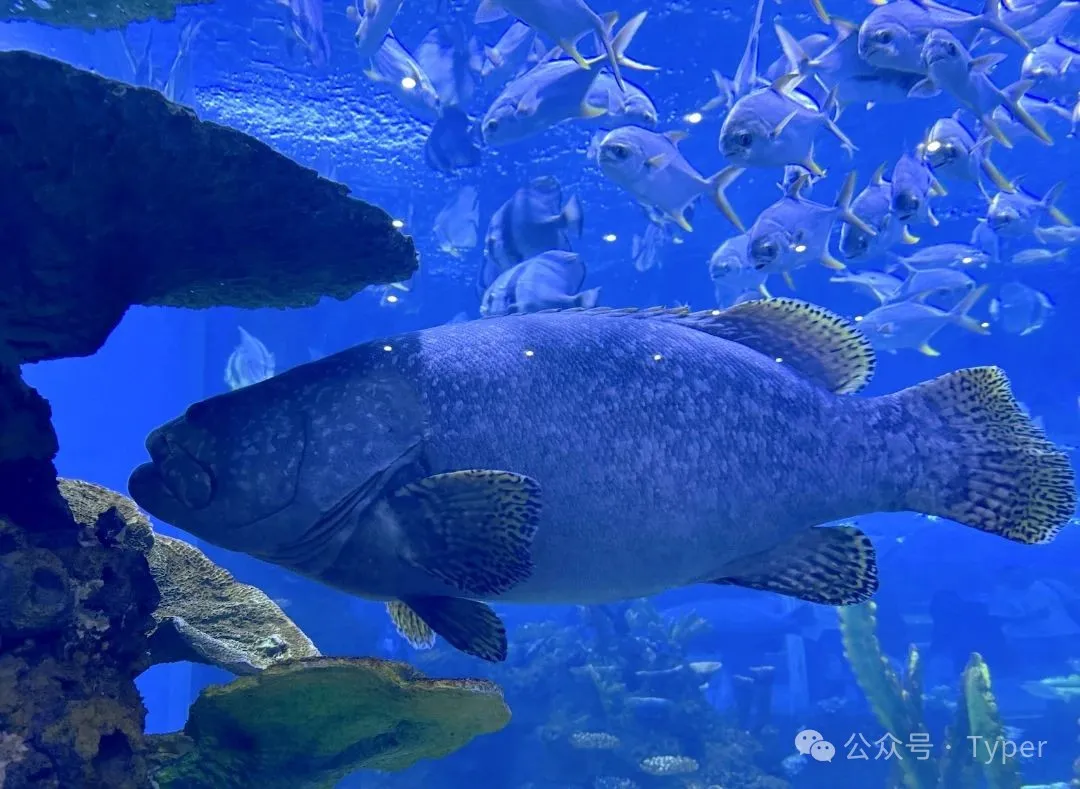 南海海洋馆 (24).webp