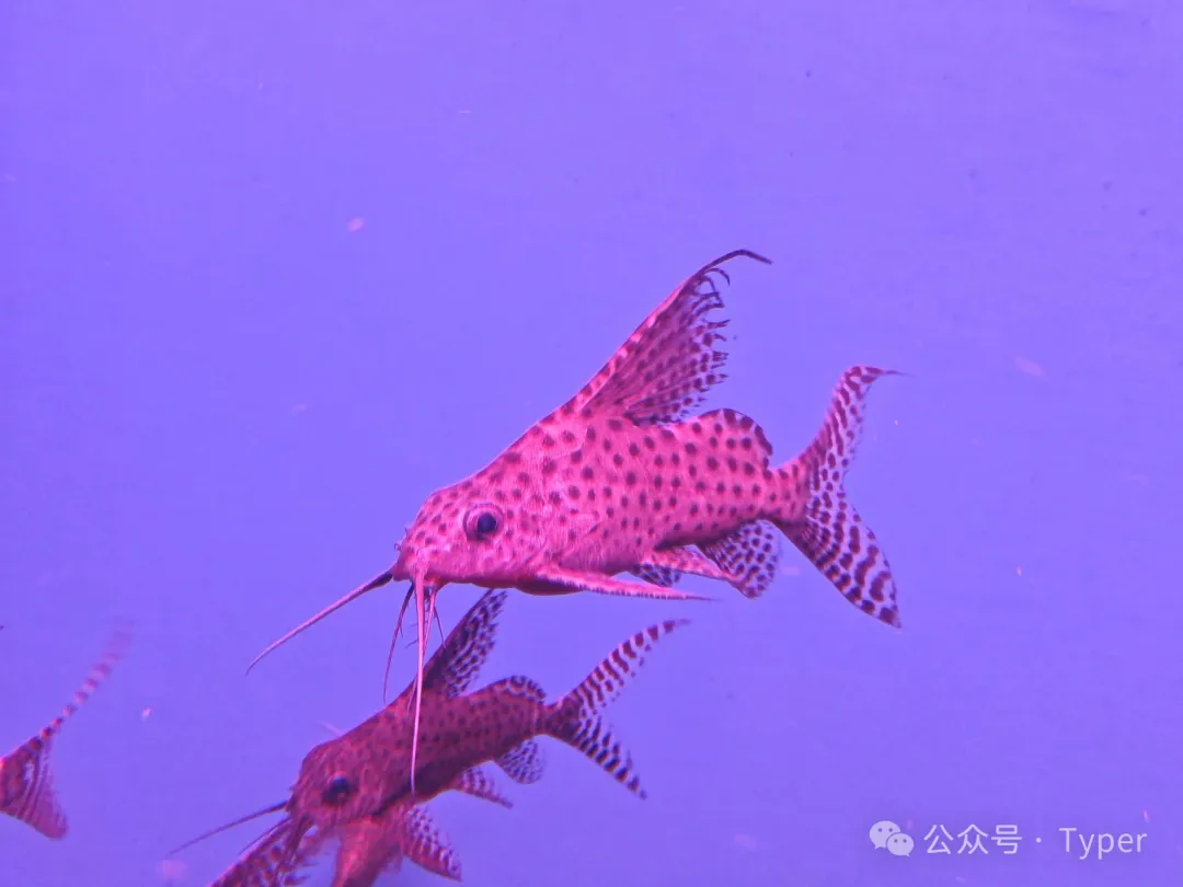 南海海洋馆 (20).webp