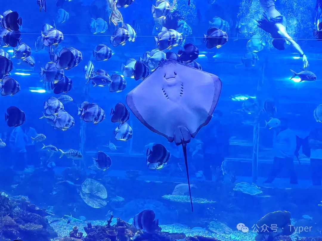 南海海洋馆 (9).webp