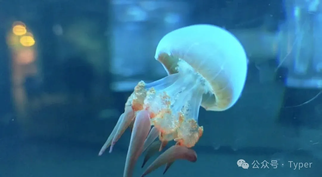 南海海洋馆 (2).webp