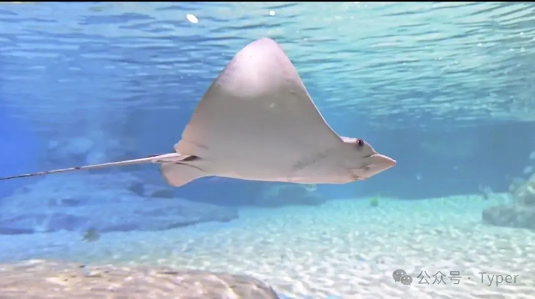 南海海洋馆 (7).webp